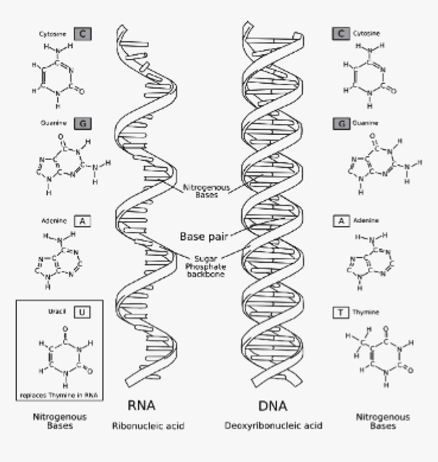Labeled Dna And Rna Structure, HD Png Download, Free Download