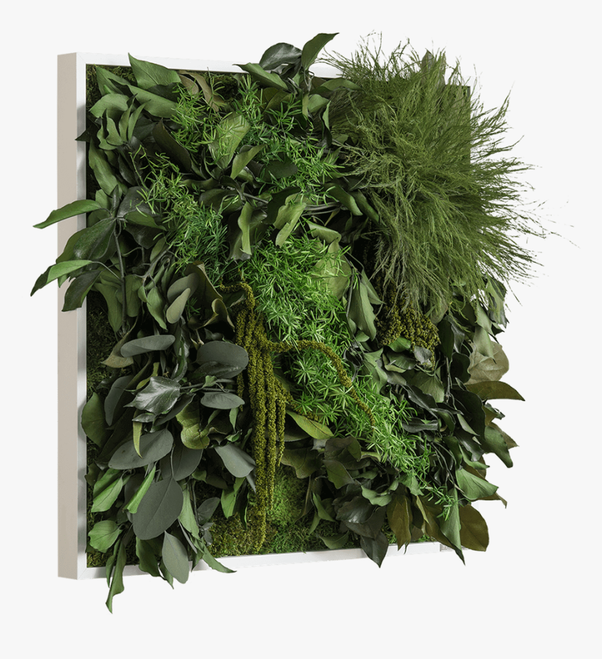 Jungle Plant Png - Jungle Plants Png, Transparent Png, Free Download