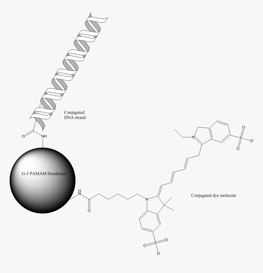 538 Gene Delivery - G 5 Pamam Dendrimer Conjugated To Both A Dye Molecule, HD Png Download, Free Download