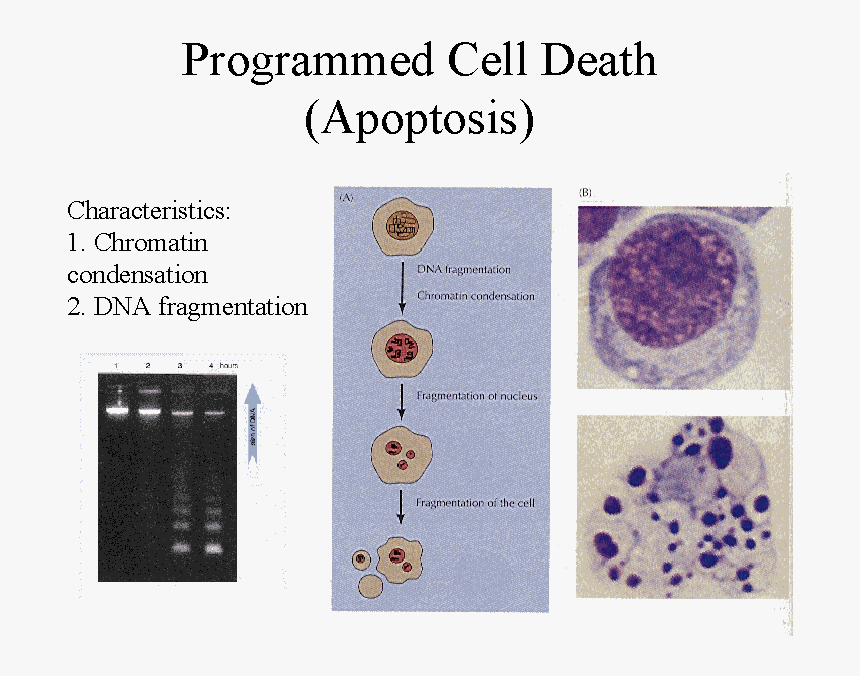 Programmed Cell Death Caused By Cannabinoids - T Mobile, HD Png Download, Free Download