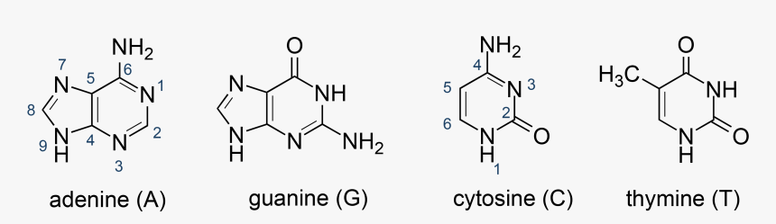 Bases Structure Of Nucleic Acids, HD Png Download, Free Download