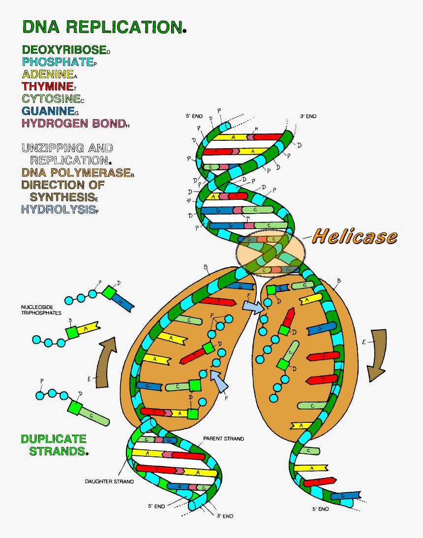 Transparent Double Helix Png - Dna Replication Coloring Worksheet, Png Download, Free Download