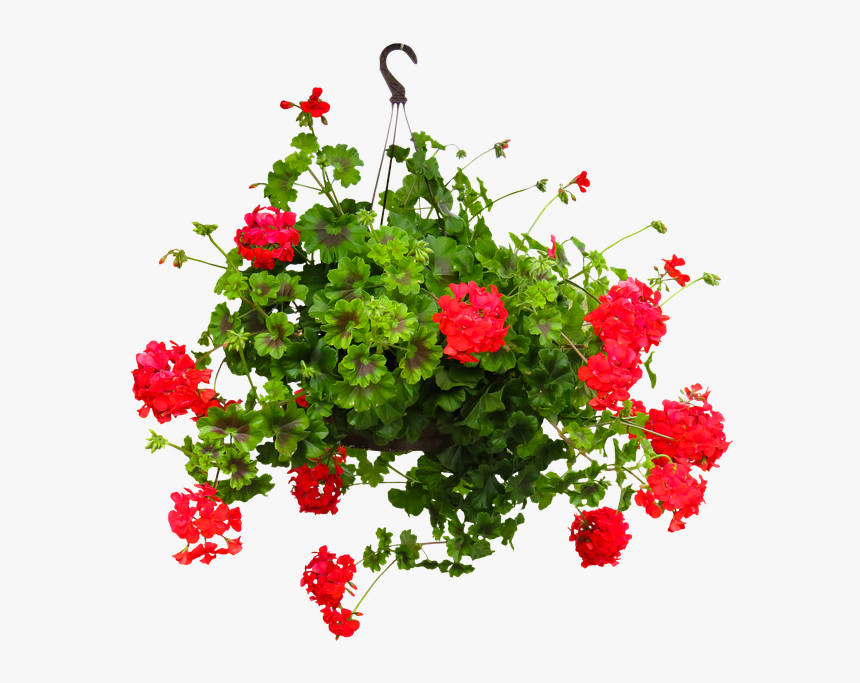 Nature, Flower, Incomplete, Geranium, Hanging Basket - Bunga Gantung Png, Transparent Png, Free Download