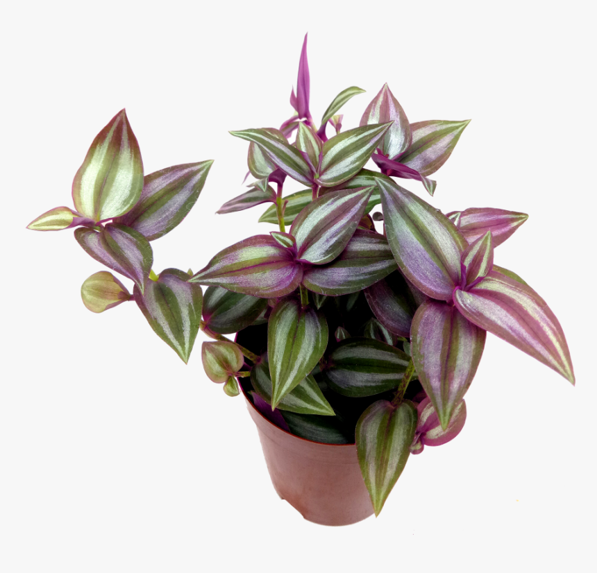 Wandering Jew 2 Pot, HD Png Download, Free Download