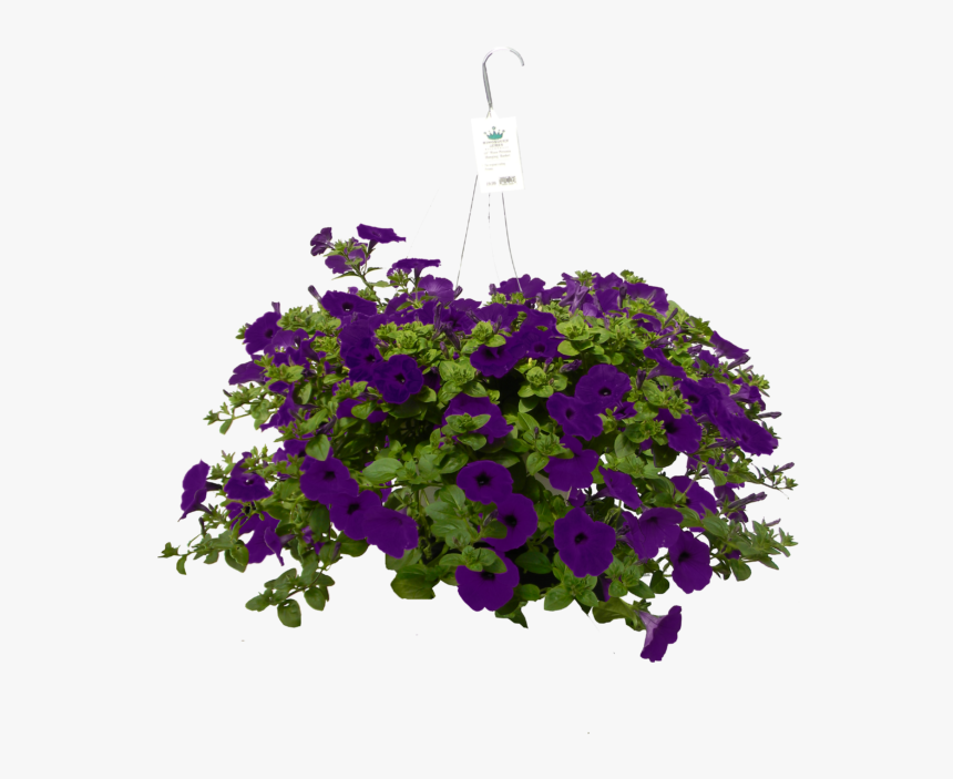 Hanging Baskets Purple Petunia, HD Png Download, Free Download