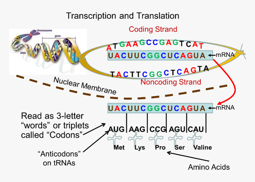 A Mini Example Of How The Sequence Of Nucleotides In - Dna Mrna Translation, HD Png Download, Free Download