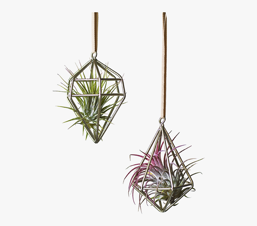 Airplant Hanging Decoration Cutout Web Version - Pond Pine, HD Png Download, Free Download