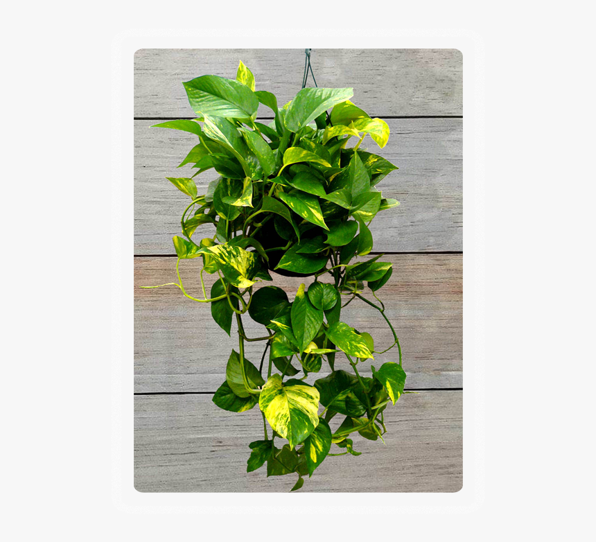 Hanging Plant Stickers Transparent, HD Png Download, Free Download