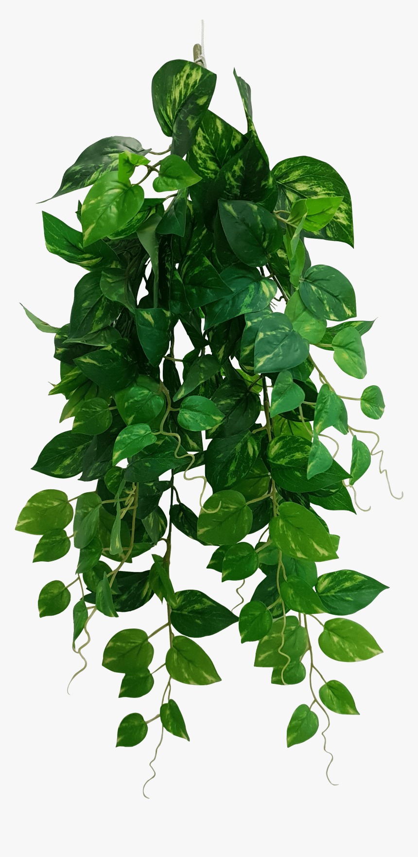 Hanging Philodendron Bush 73cm - Heartleaf Philodendron Hanging, HD Png Download, Free Download
