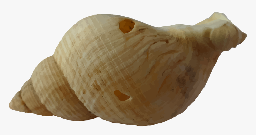 Sea Shell Clam Ocean Sea Shells Beach Sand - Caparazon Caracol Png, Transparent Png, Free Download