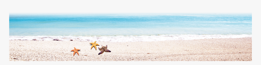 Transparent Beach Shore Clipart - Starfish, HD Png Download, Free Download