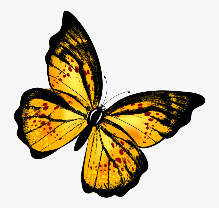 Butterfly Png - Yellow Butterfly Png, Transparent Png, Free Download
