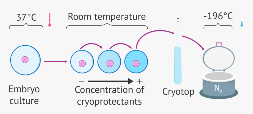 8 Vitrificación De Embriones Restantes, HD Png Download, Free Download