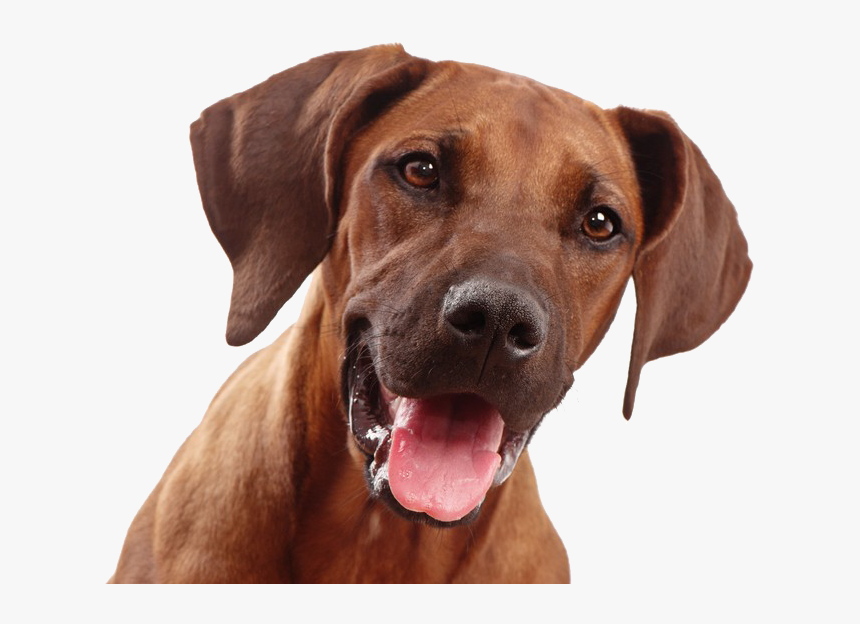 Dog Face Png, Transparent Png, Free Download