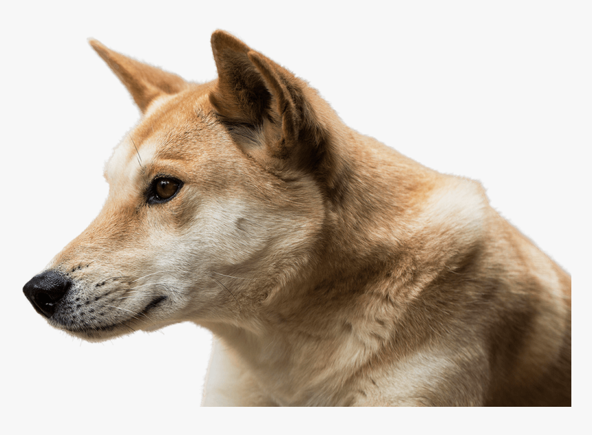 Dingo Face Png Image - Dingo Png, Transparent Png, Free Download