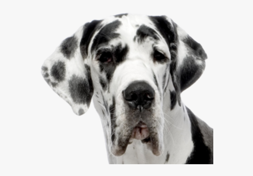 Dolmanian Dog Face Png - Group Of Pets, Transparent Png, Free Download