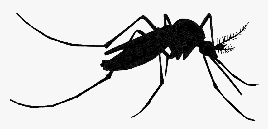 Mosquito Insect Black & White - Transparent Background Mosquito Clipart, HD Png Download, Free Download