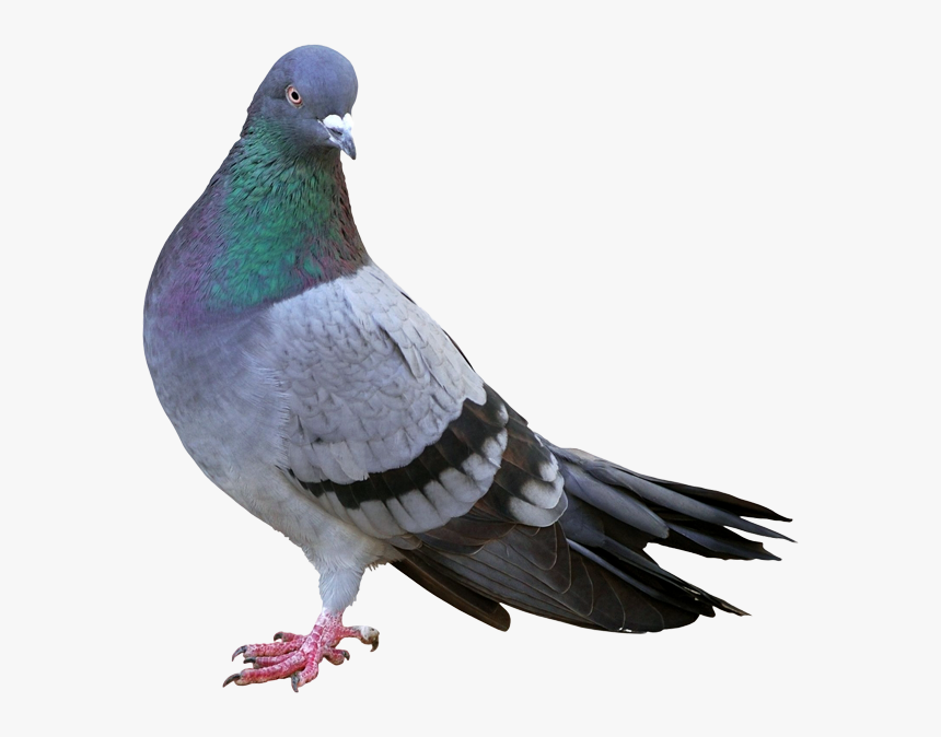 Bird,vertebrate,stock Dove,pigeons And Doves,rock - Google Pigeon Update, HD Png Download, Free Download