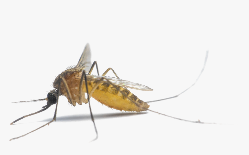 Mosquito Png Photo - Mosquitoes, Transparent Png, Free Download