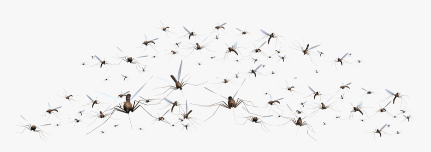 Mosquito Png Download Image - Pigeons And Doves, Transparent Png, Free Download