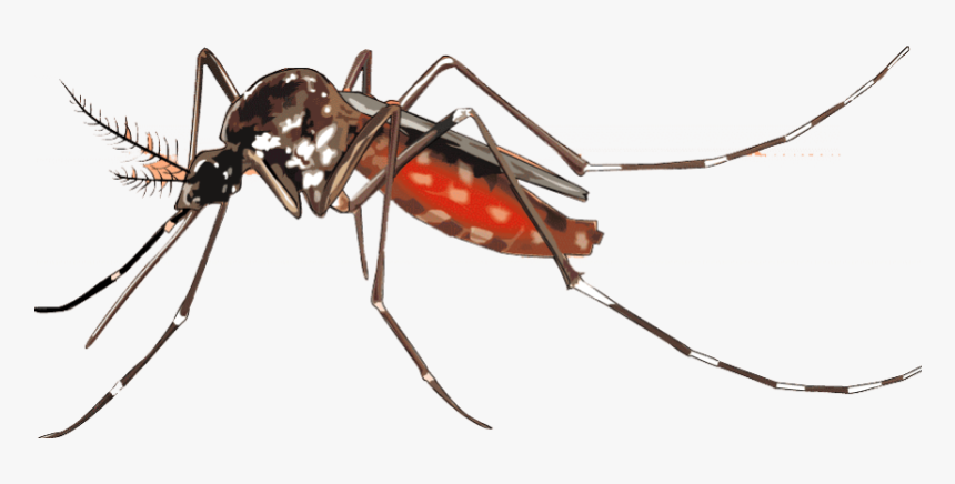 Mosquito Png Background Image - Transparent Background Mosquito Png, Png Download, Free Download