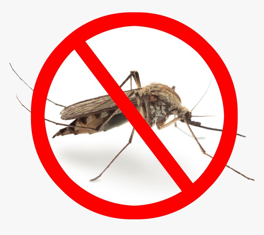 Mosquito Png Image Transparent - Pest Control Mosquito Png, Png Download, Free Download