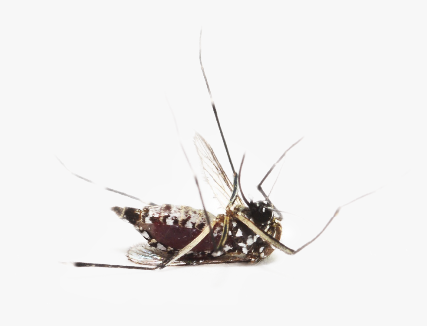 Dengue Mosquito Pics Without Back Ground, HD Png Download, Free Download