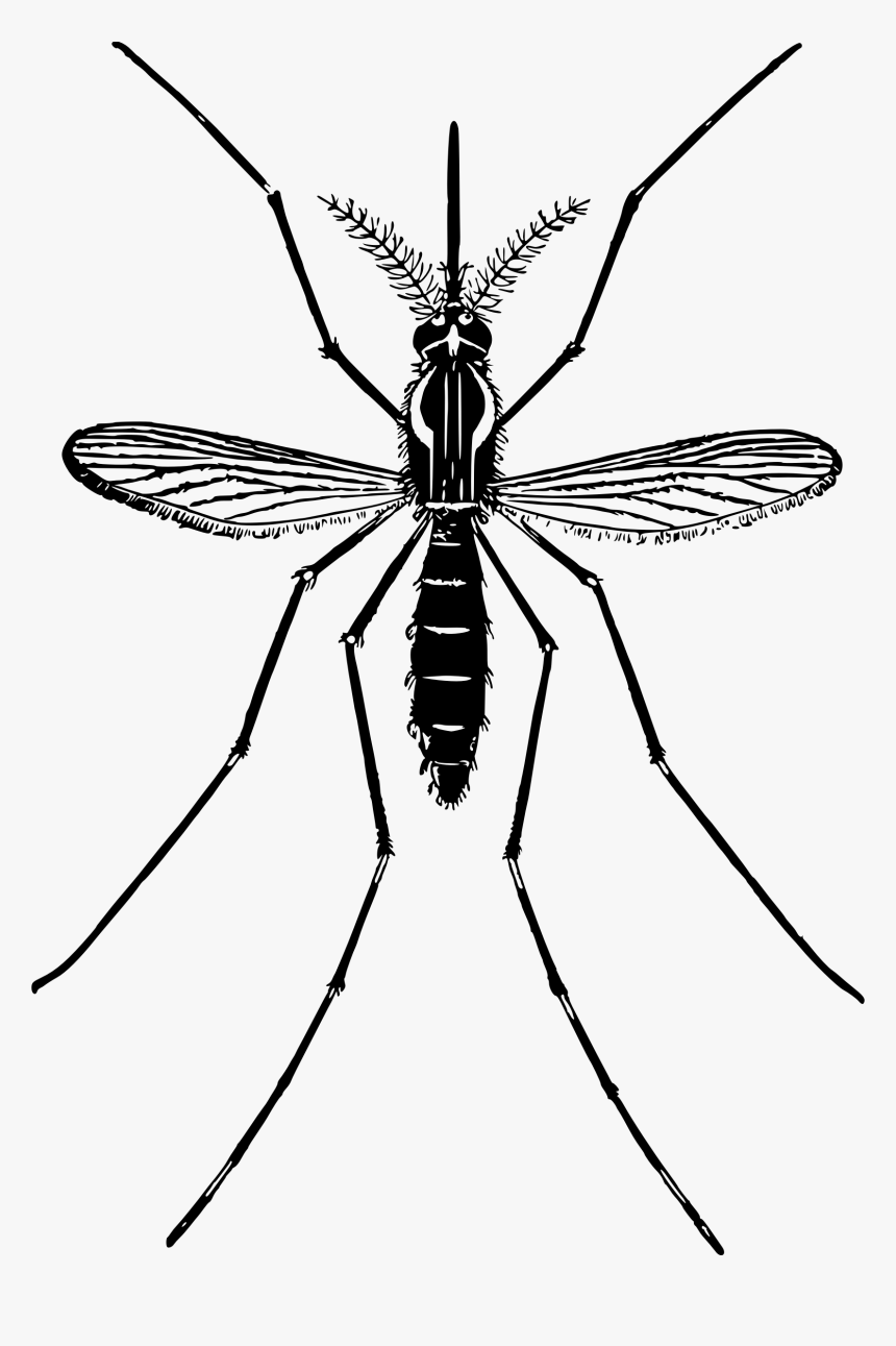 Mosquito Png Free Download - Mosquito Png, Transparent Png, Free Download