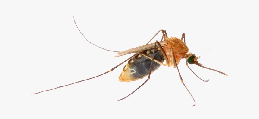 Mosquito Png Image - Virus, Transparent Png, Free Download