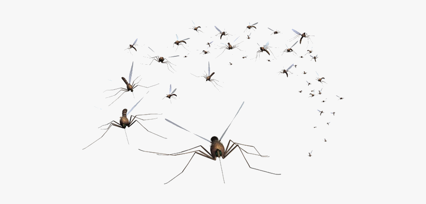 Mosquito Control, HD Png Download, Free Download