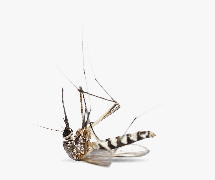 Transparent Mosquito Png - Mosquito Tick Control, Png Download, Free Download