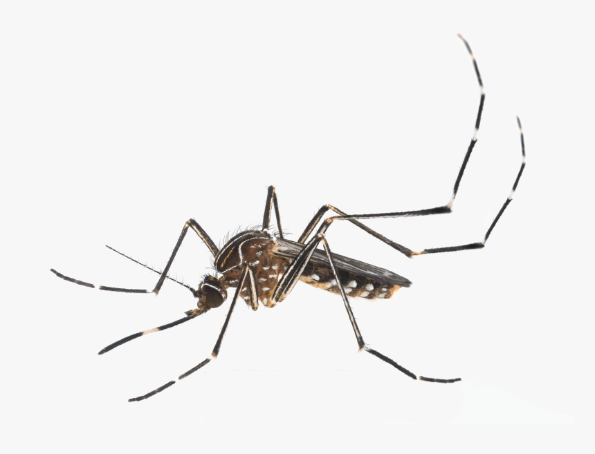 Orange County Mosquito And Vector Control District - Aedes Notoscriptus, HD Png Download, Free Download