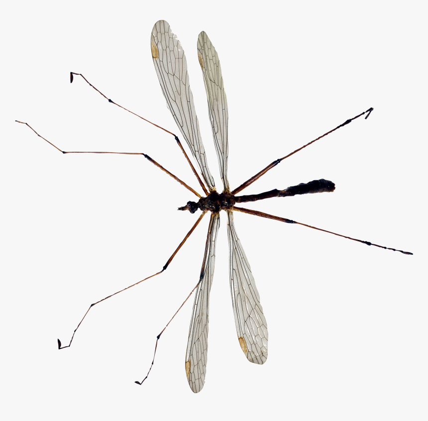 Mosquito Png Image - Crane Fly Transparent Png, Png Download, Free Download