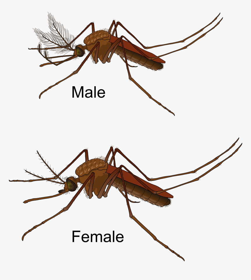 Vector Mosquitoes Cloud - Moustique Male Et Femelle, HD Png Download, Free Download