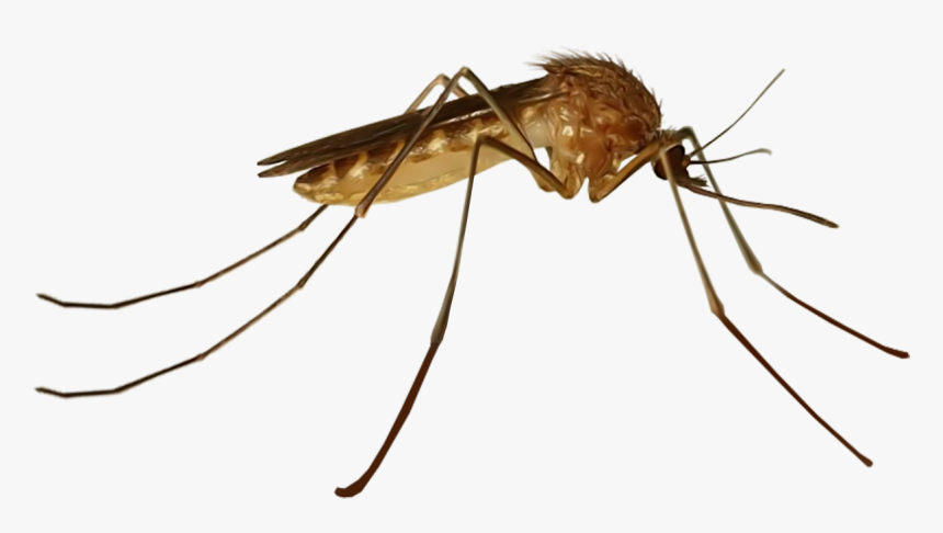 House Mosquito, HD Png Download, Free Download