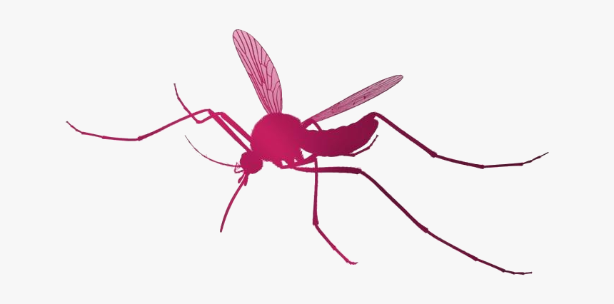 Mosquito Png Transparent Images - Mosquito, Png Download, Free Download