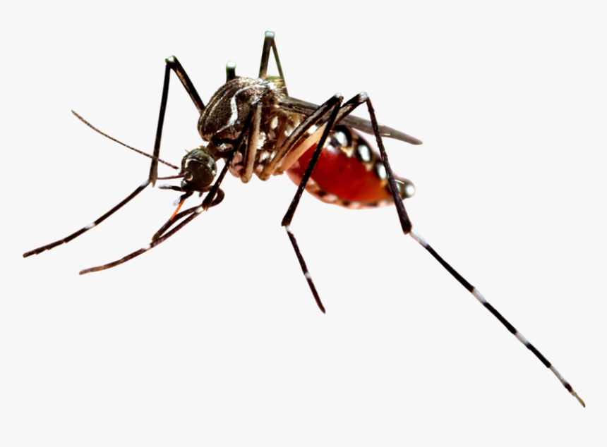 West Nile Virus Transparent, HD Png Download, Free Download