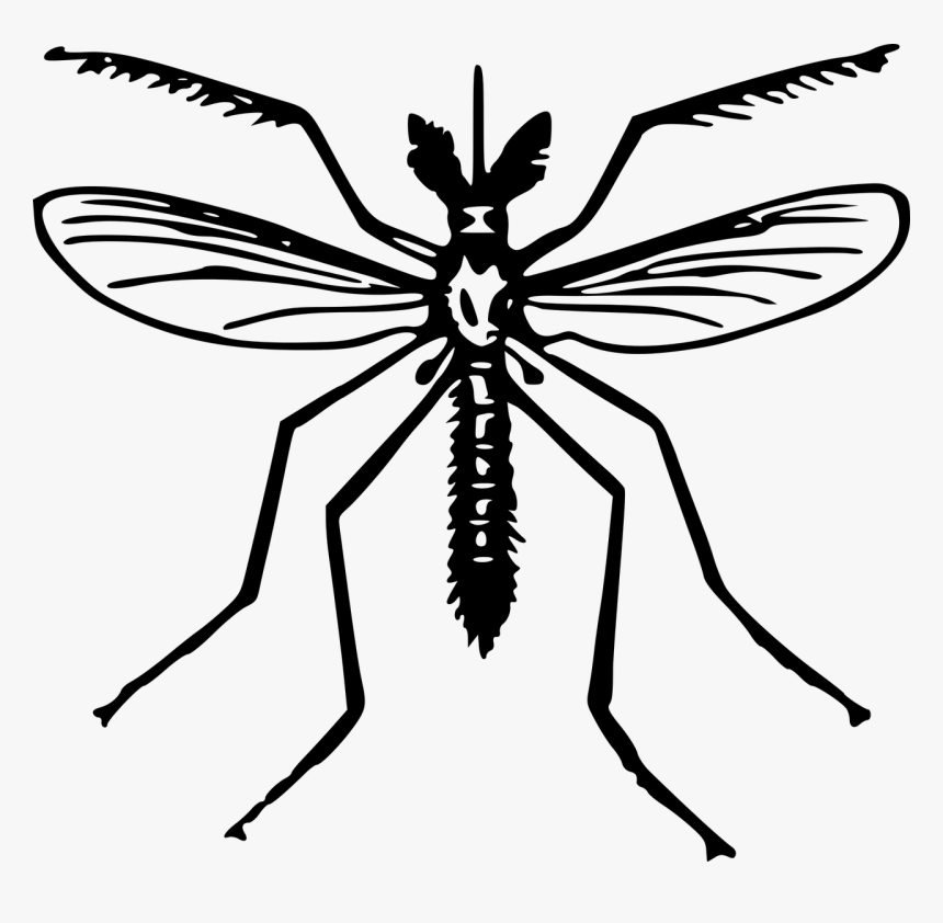 Clip Art Of Mosquito, HD Png Download, Free Download