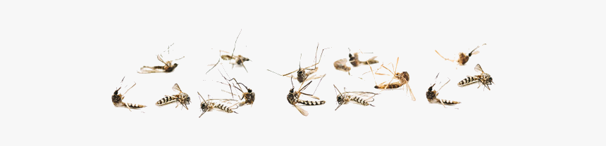 Dead Mosquitoes Png, Transparent Png, Free Download