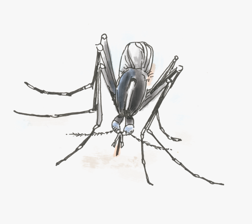 Vector Mosquitoes Black And White, HD Png Download, Free Download