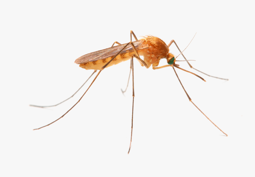 What Are Mosquitos - Mosquito Anopheles, HD Png Download, Free Download