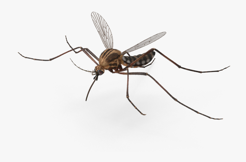 Mosquito Product Msds - Mosquito Fly Png, Transparent Png, Free Download