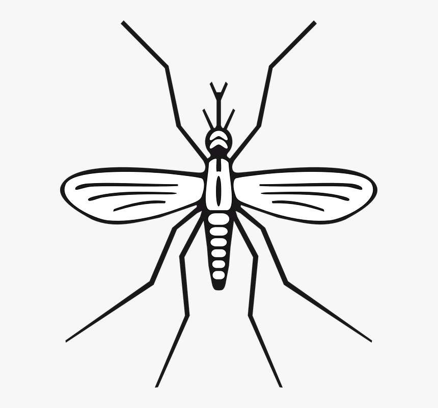 Insect, Malaria, Mosquito, Pest, Animal - Mosquito Clip Art, HD Png Download, Free Download