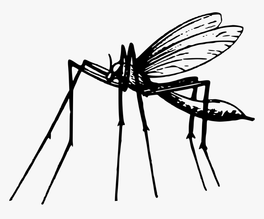 Mosquito - Mosquito En Blanco Y Negro, HD Png Download, Free Download