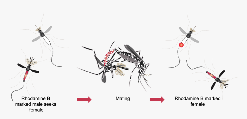 Mosquito Mating, HD Png Download, Free Download