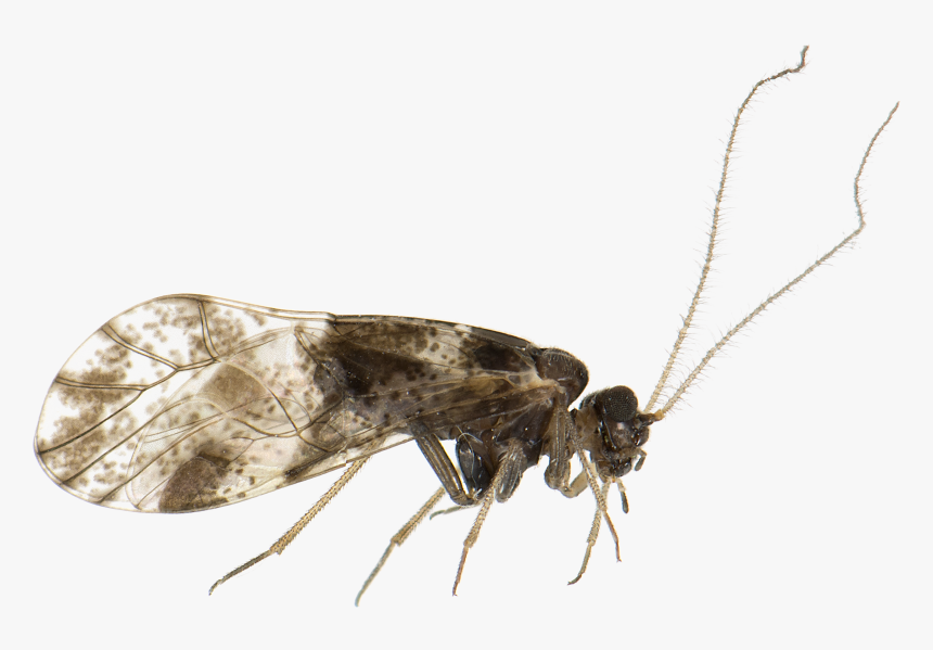 Loensia Fasciata - Mosquito, HD Png Download, Free Download