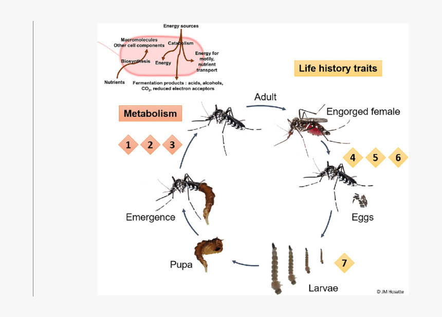 Putative Functions Of Mosquito Associated Microbiota - Microbiota Mosquito, HD Png Download, Free Download