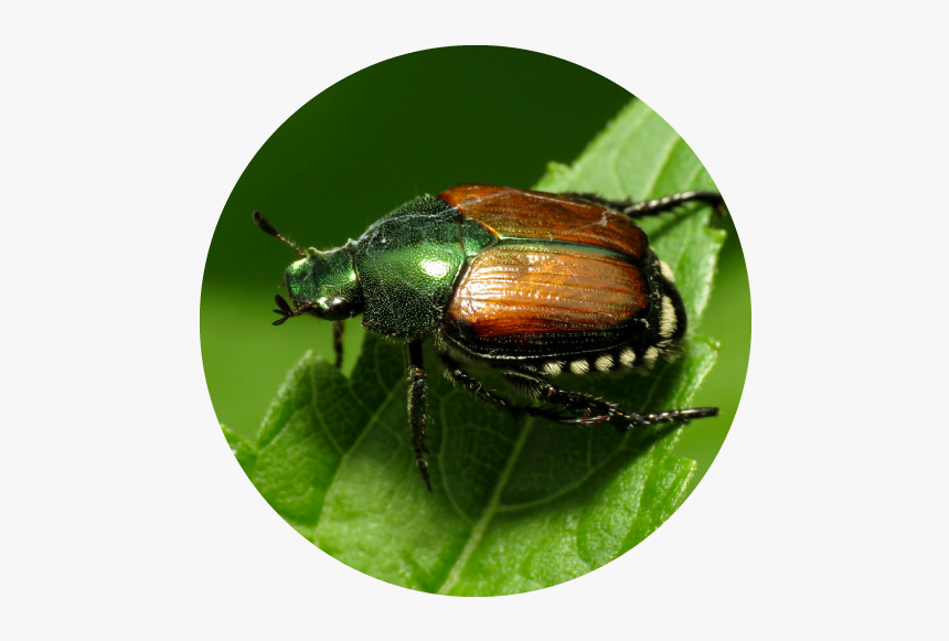 Japanese Beetles These Beetles Destroy Plants, Flowers - Japanese Beetle, HD Png Download, Free Download