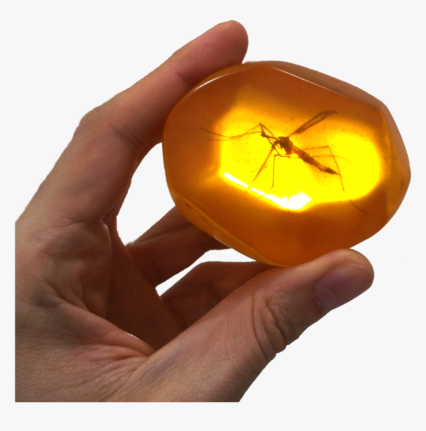 Mosquito Trapped In Amber, HD Png Download, Free Download