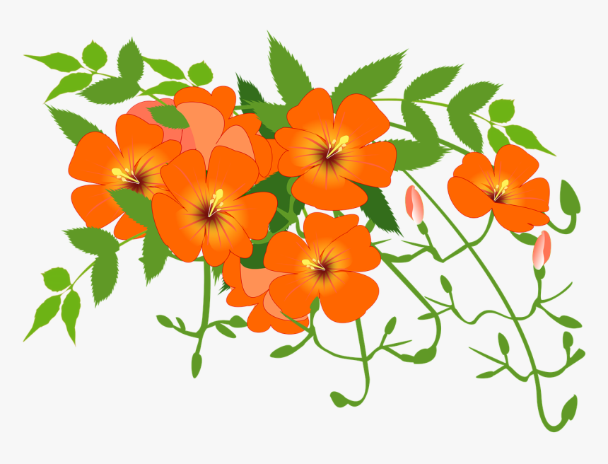 Chinese Trumpet Vine, Flower Vine, Orange, Summer - Flower Vines Clip Art, HD Png Download, Free Download